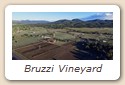 Bruzzi Vineyard